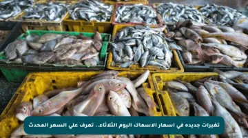 تغيرات جديدة في أسعار الأسماك اليوم الثلاثاء.. تعرف على السعر المحدث
